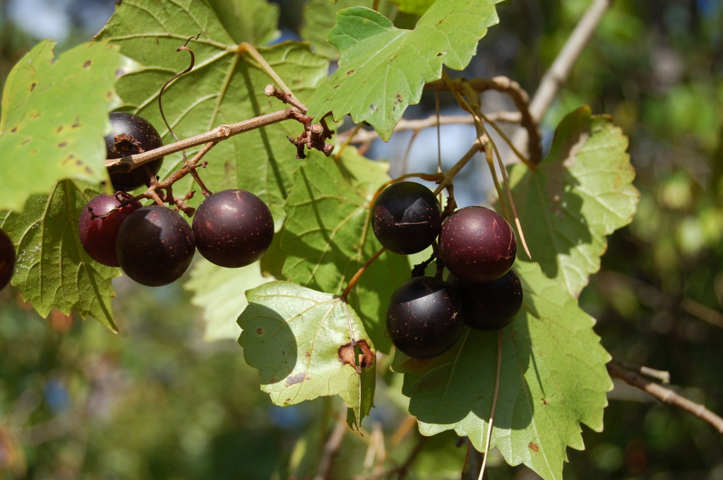 Muscadine53